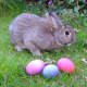 Der Osterhase: Frohe Ostern – Joyeux Pâques – Feliz Páscoa – Happy Easter – Счастливой Пасхи