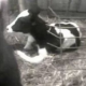 Erste Verhaftung nach schrecklichen Fällen von Tierquälerei auf US Farm