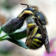 Weltweite Verluste von Honigbienen – was sind die Ursachen?
