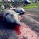 Grindadráp – Jagd auf Grindwale auf den Färöer Inseln
