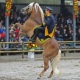 Haflinger Weltausstellung 2010 in Ebbs in Tirol