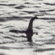 Nessie in Australien gesichtet?