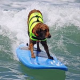 Surf Dog Competition in Kalifornien