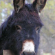 Nach Attacke auf Pensionisten: Happy End für Esel “Blacky”
