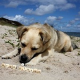 Sommerurlaub am Hundestrand