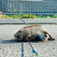 Irrer Tierquäler tötet Igel mit Pfeil und Bogen