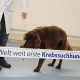 Hunde riechen Krebs – Einsatz von Vierbeinern zur Früherkennung