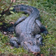 Krokodile in der Ruhr gesichtet