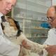 Schmerzen bei Hund und Katze müssen nicht sein