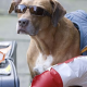 Urlaub mit dem Hund: Damit aus der Reise in den Süden kein Horrortrip wird