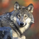 Alp Grön: Wolf wieder im Kanton Luzern
