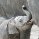 Österreichischer Tierschutzverein beschuldigt Tiergarten Schönbrunn der Tierquälerei