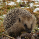 Igel Ratgeber: So helfe ich den kleinen Stacheltieren