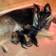 Hunde-Mama mit drei Babys nachts vor Tierheim ausgesetzt