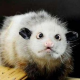 Experten sagen: Opossum Heidi hat Zeug zum Werbestar