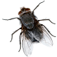 Das Liebeslied der Fliege