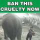 Video schockt England: Elefantendame (58) Opfer brutaler Tierquäler in Zirkus