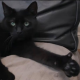 Thumbs up: Kater Jimmy streckt seinen Daumen in die Höhe