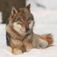Wolfsattacke: Hund verschleppt, Familie angegriffen