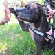 Kesseltreiben gegen”Kampfhunde” als Quotenbringer – Diagnose: “Vorderhirnschaden”