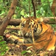 Greenpeace-Video zeigt Todeskampf eines der letzten Sumatra-Tiger
