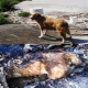 Gebärende Hundemutter bei lebendigem Leib verbrannt