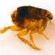 Floh- und Zeckenschutz auch im Herbst und Winter