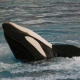 Anstatt in Freiheit: Gestrandeter Killerwal in umstrittenen Vergnügungspark überführt