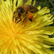 Rekordernte bei Honig – Keine systemischen Schäden der Bienenvölker durch Maisbeizung