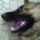 Hund biss Mann ein Drittel der Nase ab