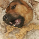 Horrorhaus in Sarajevo: Hunde “eingemauert” und zum Schlachten gesammelt