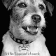 “Ich bin Uggie und ich wurde adoptiert”: Weltbekannter Filmhund wirbt für Tierschutz