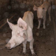 35 Schweine qualvoll verhungert: 550 Euro Strafe