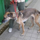 Trauriges Ende eines Hundeleben: 2 Hamburgerinnen lassen Hund verhungern