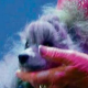 Hund stirbt bei Lanz´ erster “Wetten dass…?” Sendung