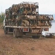 300 Hunde vor dem Kochtopf bewahrt
