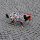 Karneval / Fasching: Kein Spaß für Heimtiere?
