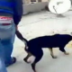 Tierquälerei bei Facebook veröffentlicht: Mann wirft Hund vom Dach