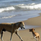 Urlaub mit Hund in Dänemark: Das Risiko reist mit