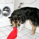 Flohspeichelallergie: Alarmstufe Rot für sensible Hunde