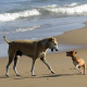 Mit dem Hund am Badestrand