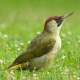 Grünspecht ist Vogel des Jahres 2014