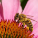 Blumen aus Bau- und Gartenmärkten gefährden Bienen