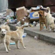 Tierschützer warnen: Füttern und falsche Fürsorge kann für Straßenhunde gefährlich werden