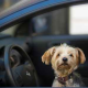 Sicher im Urlaub ankommen mit Hund und Familie