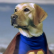 Aktion Heldenhunde: Blindenhunde wie Max brauchen Deine Hilfe