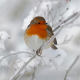 BirdLife: Aufruf zur großen Wintervogelzählung vom 3.- 6. Jänner 2015