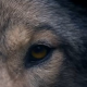Die Beziehung zwischen Mensch und Wolf: Der von Almo Nature produzierte Kurzfilm “The Promise” beeindruckt