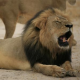 Cecil der Löwe von schießgeilen US Zahnarzt getötet