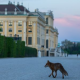 Wo sich Fuchs und Mensch Gute Nacht sagen